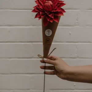 Single Dahlia flower